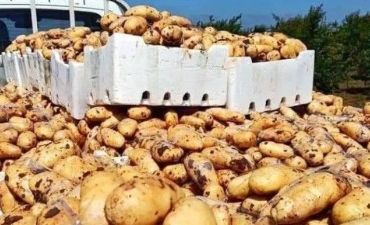 مصدر في سوق الهال : كيلو البطاطا سيصل لحدود ال 15 ألف ليرة سورية