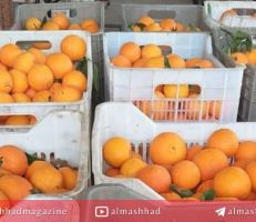 الوزير عمر سالم يعلن عن مبادرة لحل معضلة تسويق الحمضيات