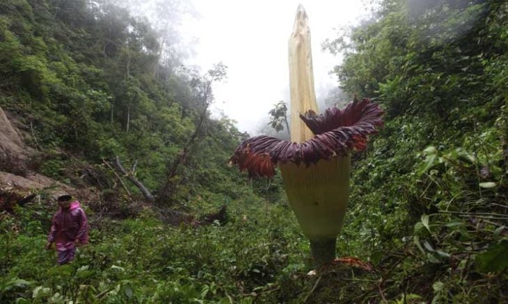 رصد “زهرة الجثة” العملاقة في إندونيسيا (صور)