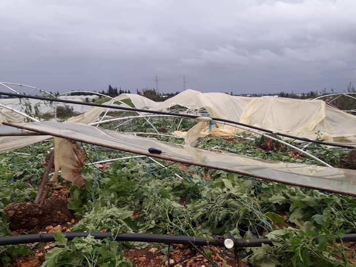 الأضرار الزراعية بطرطوس نتيجة العواصف