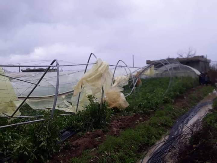 الأضرار الزراعية بطرطوس نتيجة العواصف