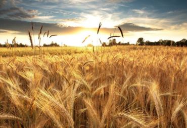 الاتحاد العام للفلاحين : توقعات بخسارة كامل محصول القمح البعلي وستضطر سورية لاستيراد الحمص والعدس قبل رمضان