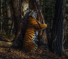 صورة نمرة تحتضن شجرة تفوز بجائزة العام لتصوير الحياة البرية (صور)