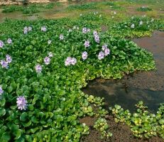 مديرية زراعة اللاذقية تحذر من خطر زهرة النيل الكارثي على البيئة المائية