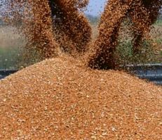 المجاعة تهدد العالم .. حالة استنفار بسبب ارتفاع أسعار القمح "المخيفة" ودول تحظر بيع محصولها!