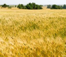 اتحاد الفلاحين: 500 ألف طن توقعات إنتاج الموسم الحالي من القمح والتسعيرة ستكون أعلى من العام الماضي