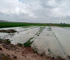 مدير زراعة دير الزور يكشف للمشهد حجم الأضرار في المحاصيل الزراعية نتيجة السيول