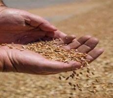 مصدر للمشهد: وزارة الزراعة لم تكن راضيحة عن تسعيرة استلام القمح ورفعت مذكرة لمراجعتها