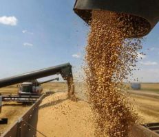 خبير زراعي : الفلاح سيمتنع عن تسليم محصوله من القمح للحكومة وستضطر لاستيراده بالسعر العالمي