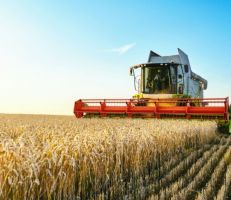 خبير اقتصادي يقترح إلغاء الدعم الوهمي من المازوت والسماد ودفع ثمن القمح للمزارعين بالليرة السورية وبالسعر العالمي