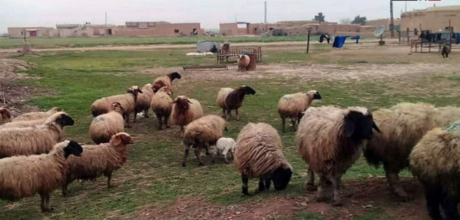 سورية مهددة بخسارة ثرواتها الحيوانية بسبب غلاء الأعلاف!