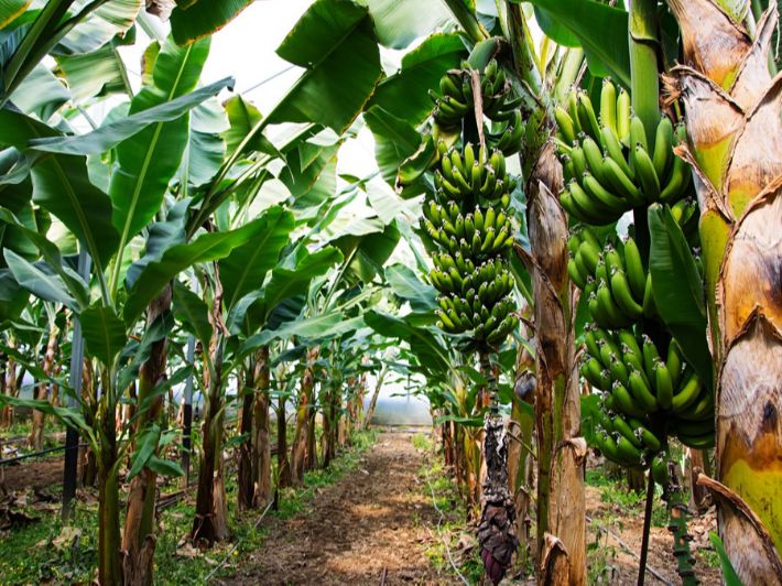 زراعة الموز في طرطوس .. أصناف متنوعة ومساحات تتجاوز الألفي دونم